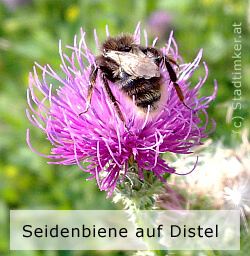 00_A_Seidenbiene-Distel.jpg