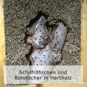 02_wb-schilf-astgabel.jpg