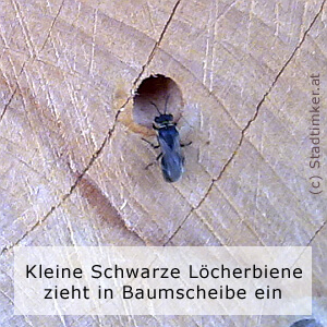 11_KlSchwLoecherbiene.jpg