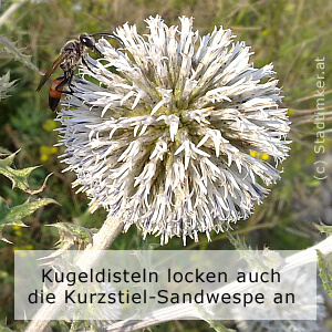 35_Kugeldistel-Kurzstiel-Sandwespe.jpg