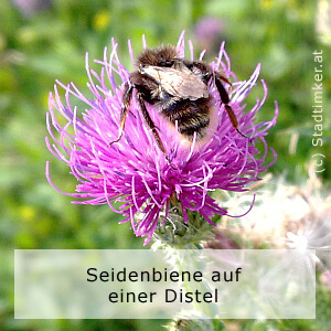 36_SeidenbieneDistel.jpg