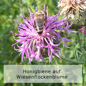 37_Wiesenflockenblume-HoBiene.jpg