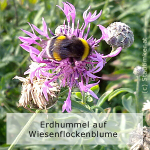 38_Wiesenflockenblume-Hummel.jpg